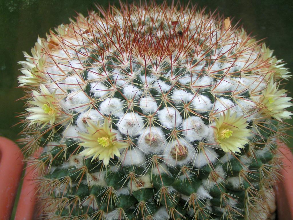 Mammillaria karwinskiana ssp beiselii